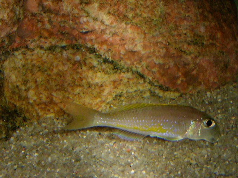 Xenotilapia flavipinnis 'Isanga Bay'